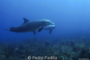 Dolphins
Nikon D80 with 15mm lens. f/8 @ 1/45s ISO 100. by Pedro Padilla 